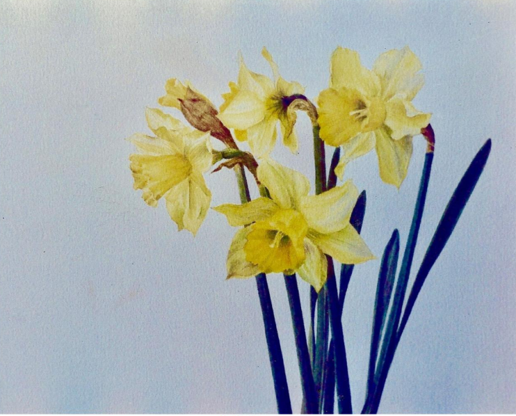 Painting of a bunch of daffodils painted by Willo 