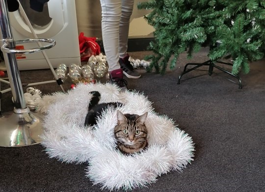 A tortoiseshell cat sitting on some tinsel under a Christmas tree.