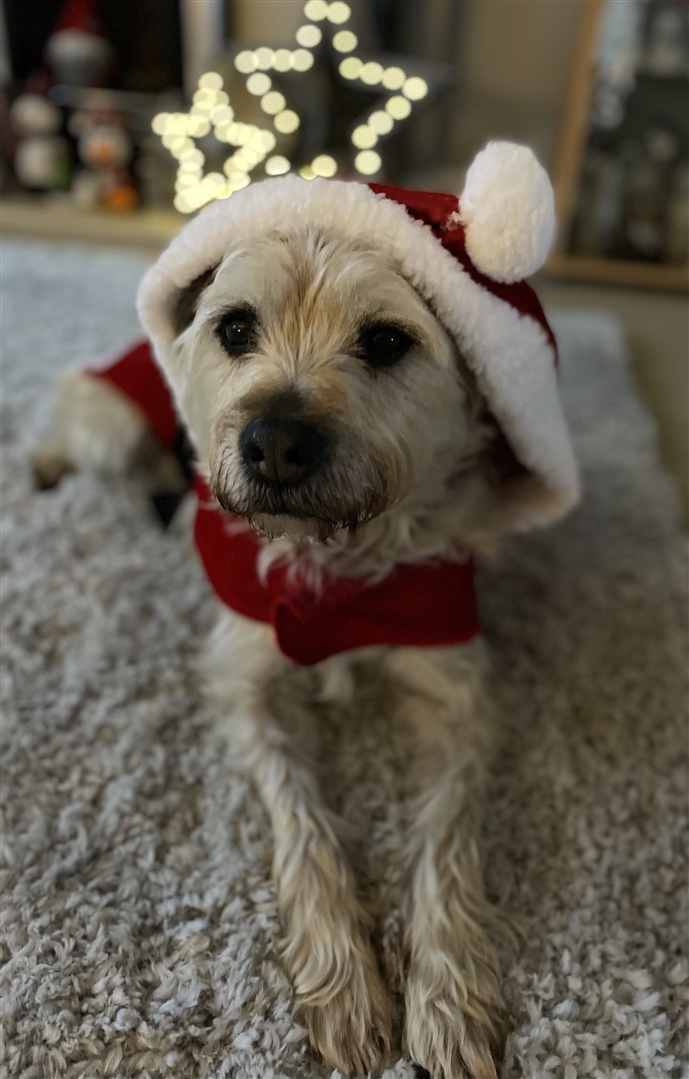 A picture of a cream coloured small dog wearing a santa outfit.