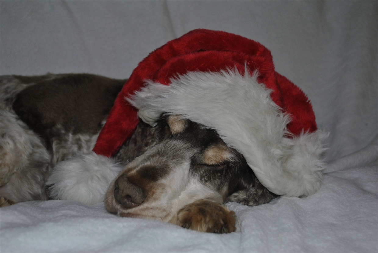 A sleeping dachshund wearing a santa hat.