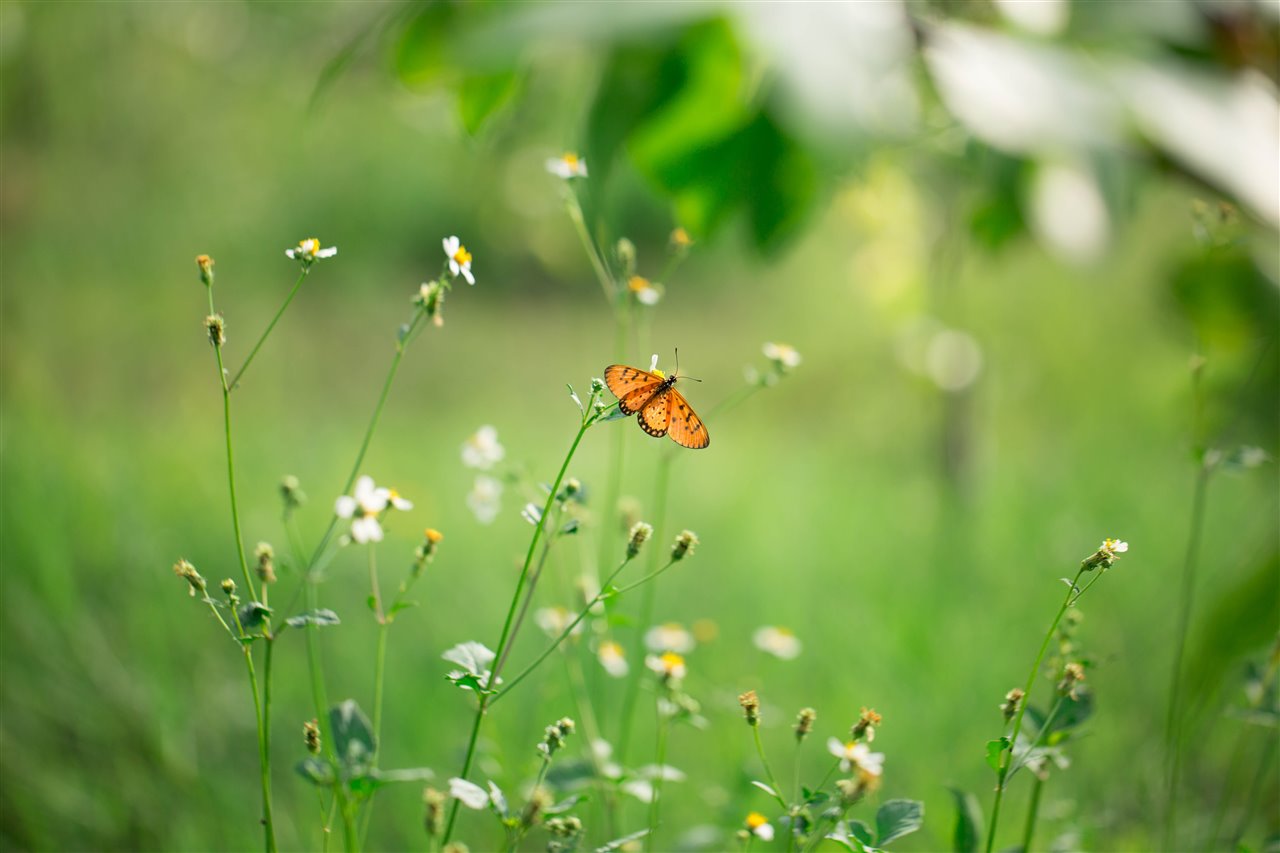 A butterfly, on flowers, in a spring landscape