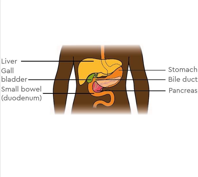 The image shows the human body from the chest down to the upper thighs. The pancreas is shown in relation to nearby organs in the tummy (abdomen). In the upper right of the abdomen is the liver. Below the liver are the gall bladder and bile duct. Behind and to the left of the liver is the bottom of the gullet (oesophagus) and the top of the stomach. The stomach curves round to the right where it joins to the small bowel. Just behind the stomach and close to where it joins the small bowel, is the pancreas.