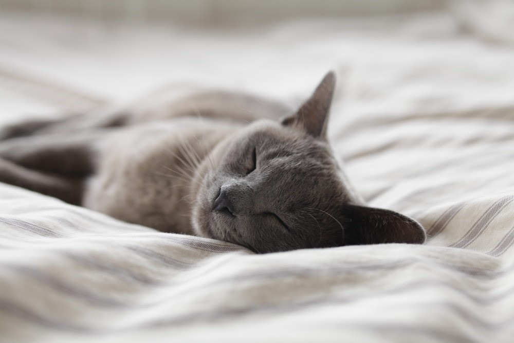 Sleeping grey cat on a bed