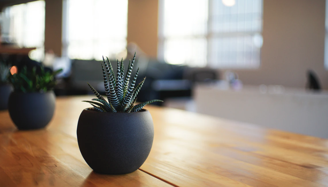 A succulent in a black pot on an office desk.