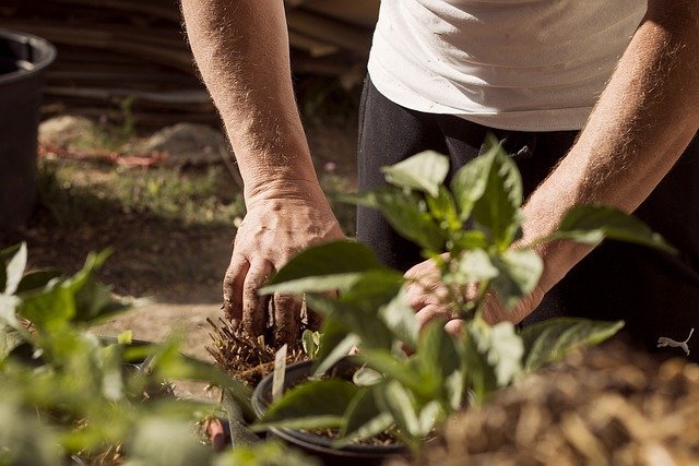 A person gardening with hands covered in soil