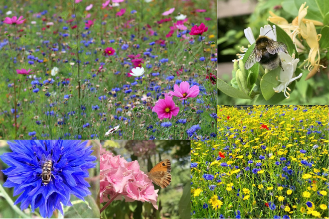 A mural of members photos of wild flowers, bees and insects
