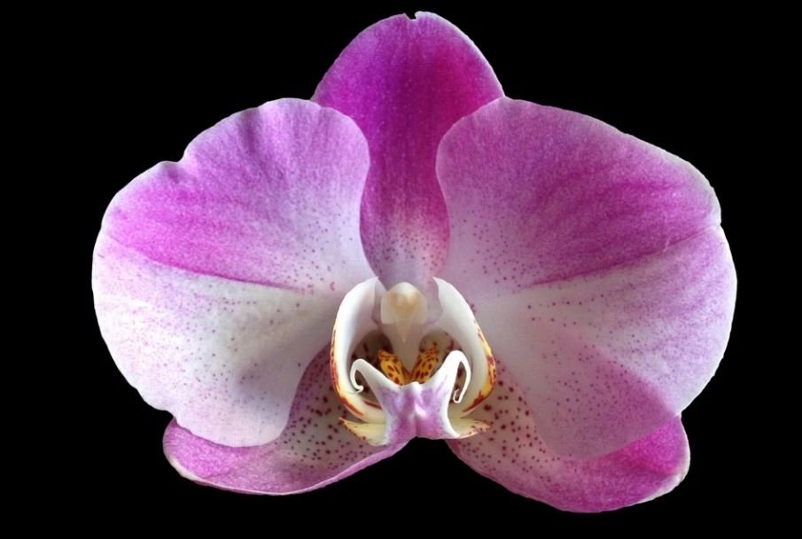 A close up image of an orchid type flower