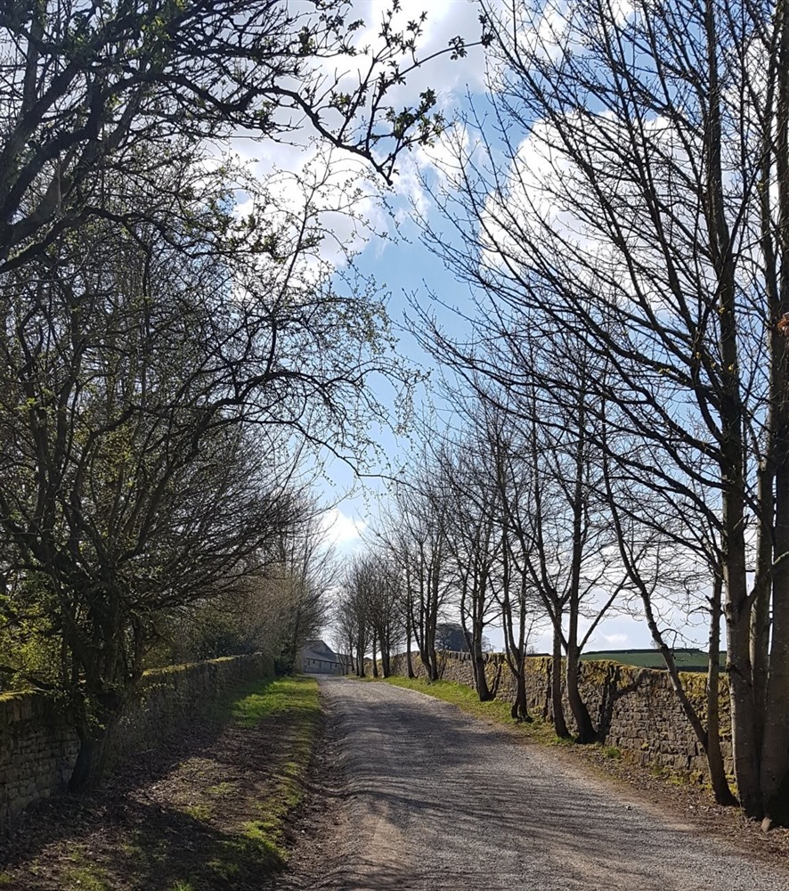 A photograph of a bare-tree lined lane