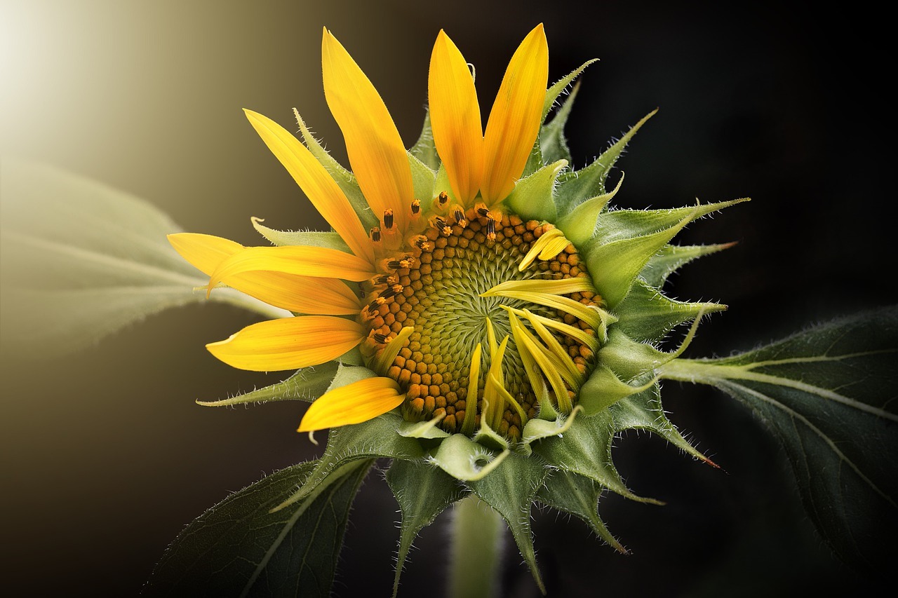 An image of a sunflower opening to reveal new petals