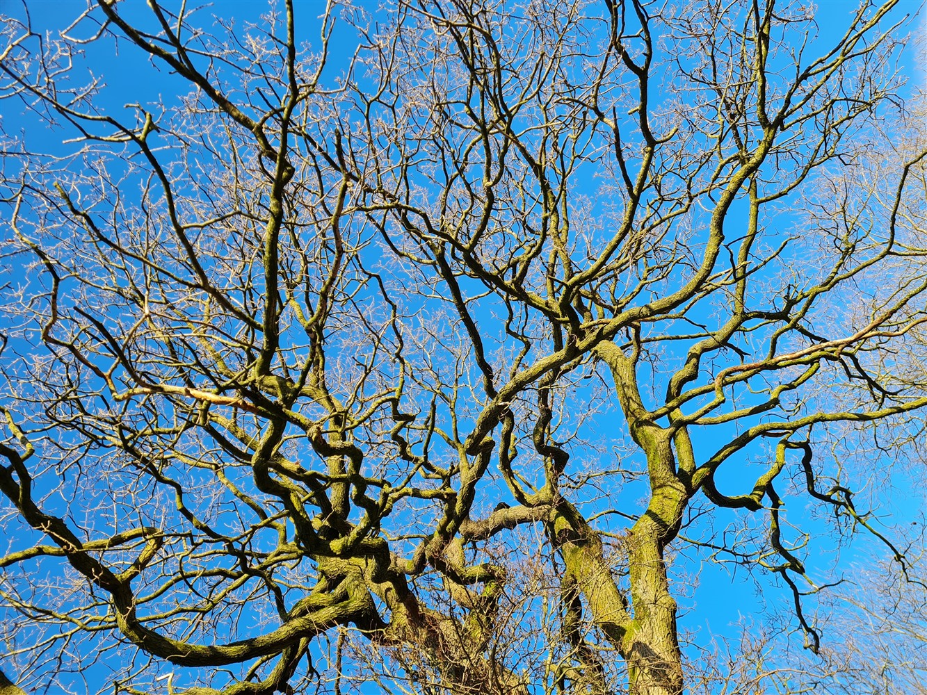 Bare branches of a tree against a blue winter sky