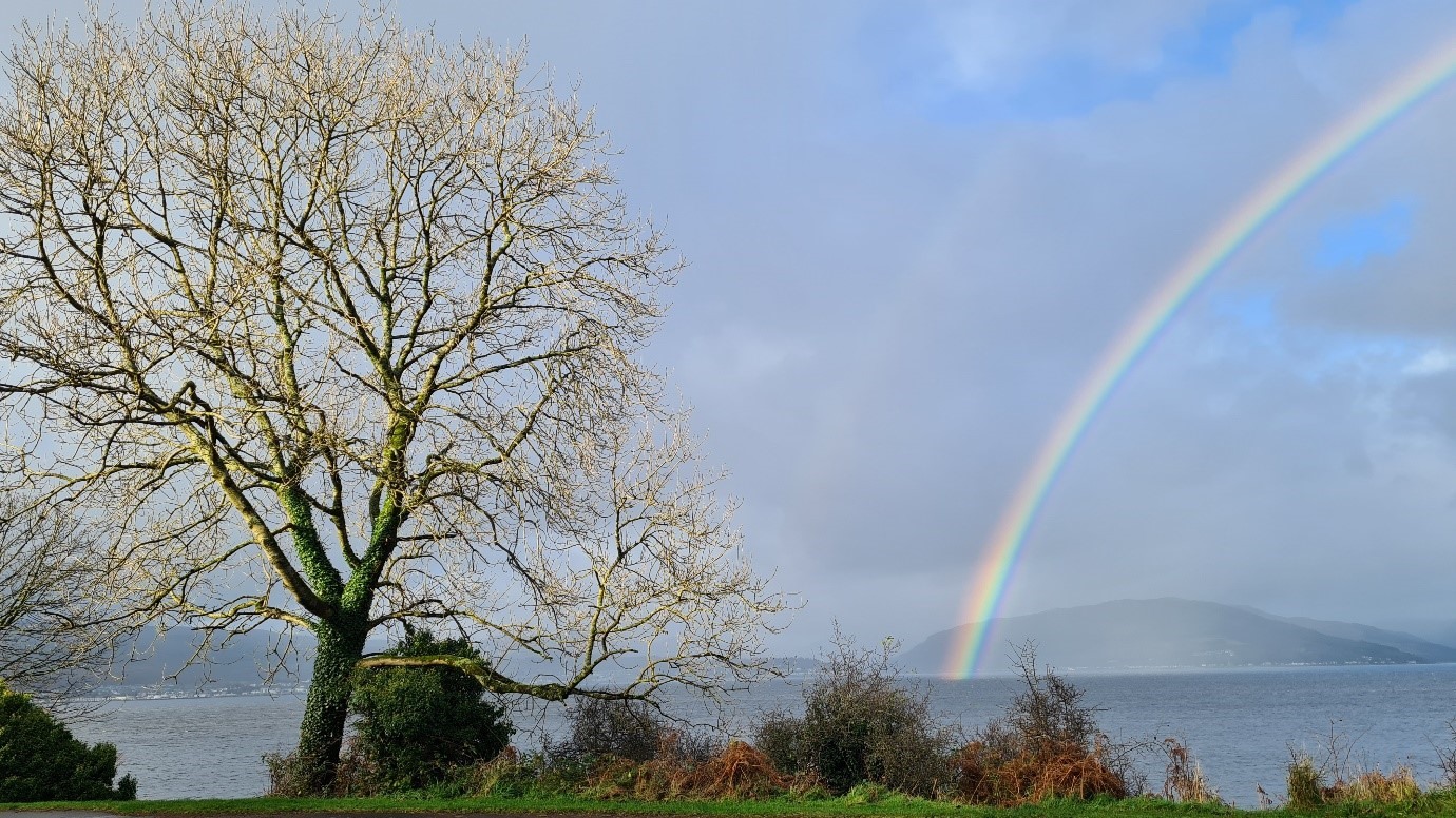 A picture of a lake and a tree on the shore, with a rainbow in the background on a sunny day.