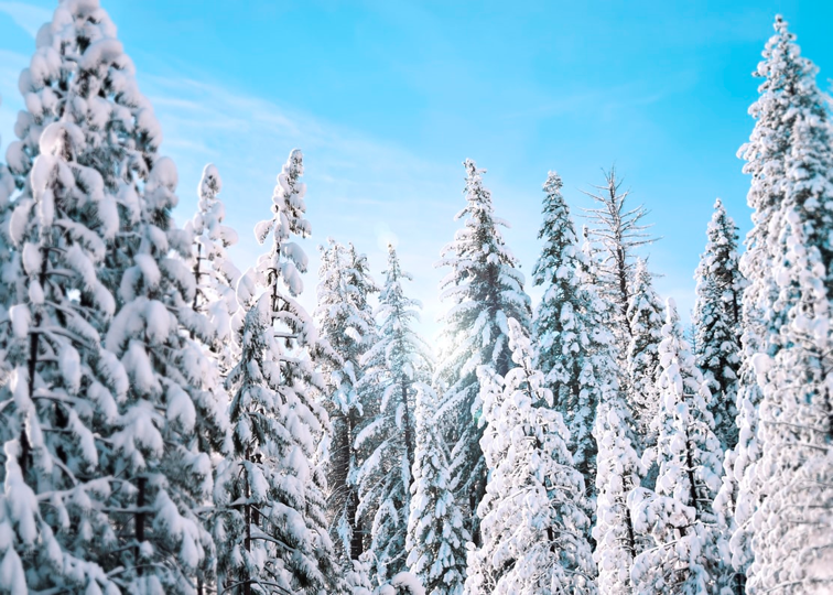 A snowy pine forest with a bright blue sky
