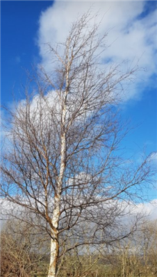 An image of a sliver birch tree against a blue sky