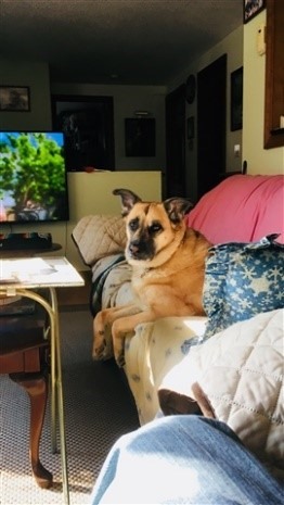 An image of a loved pet dog on a sofa