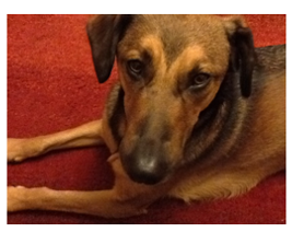 Shady, laid down looking at the camera. Shady has floppy ears and brown fur.