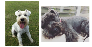 Two pictures of Ellen's dogs, one of them with white fur and one of them with dark grey fur.