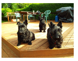 Three black Scottish terriers, sat on decking in the garden.