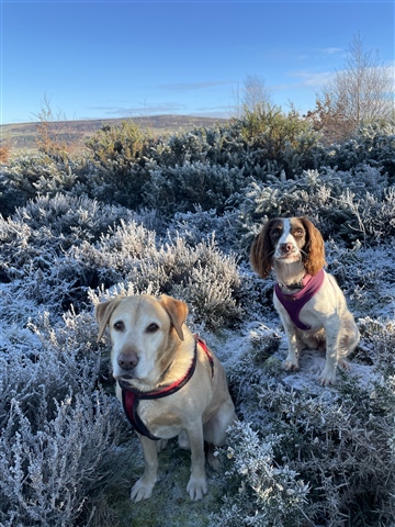 a Labrador and Springer Spaniel sit patiently facing the camera against a wintery moorland scene