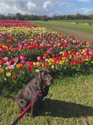 Brown dog sat in a multicoloured tulip field