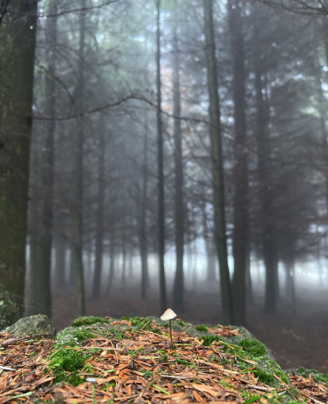 A photo of a single mushroom in a dark forest