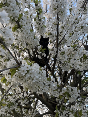Close up of the cherry blossom tree