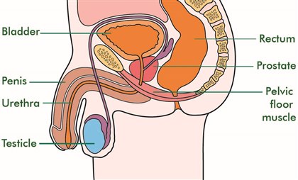 A cross-sectional illustration showing the positions of the male pelvic organs including the bladder, urethra, prostate gland, rectum and anus. The image is from the side with a man facing to the left.
On the left of the image there is a bone called the pubic bone. This is at the front of the body beneath the bladder and above the root of the penis. At the back of the body are the bones that make up the spine. A layer of muscles called the pelvic floor muscles are attached to the pubic bone at the front of the body and go to the last bone in the spine at the back of the body. This looks a bit like curved hammock shape.
The bladder is in the centre of the image. A tube called the urethra runs from the bottom of the bladder through the prostate gland directly beneath the bladder, through the pelvic floor muscle and then through the penis to the opening at the tip of the penis.
Behind the bladder and prostate gland is the rectum. The rectum narrows at its lower end as it passes through the pelvic floor muscle. The rectum then joins to the anus where the bowel opens to outside the body.