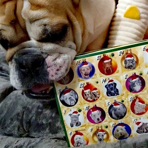 A young bulldog chews the corner of a dog-themed advent calendar