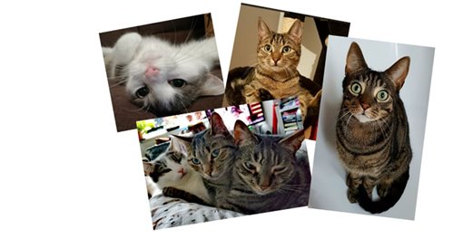  Several images of cats