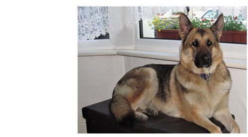  Image of a proud German Shepherd type dog