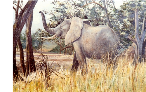  Oil picture of an elephant reaching out to a tree with its trunk