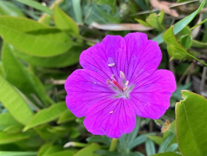 Purple flower