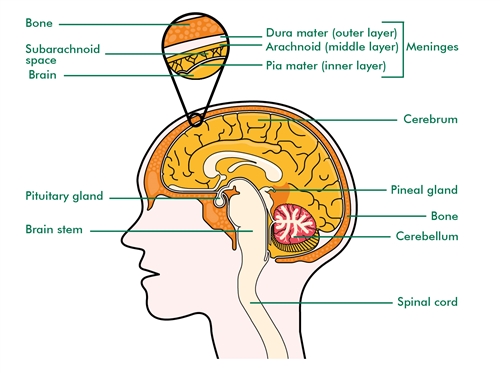 This image is an illustration of a side view of the brain, inside the skull. The Cerebrum, the biggest part of the brain, is inside the bones of the skull. The Pituitary gland is behind the nose, just below the base of the brain. The Pineal gland is near the centre of the brain, between the two halves of the Cerebrum. The Cerebellum is below the Cerebrum, at the back of the brain. The brain stem is at the bottom of the brain and connected to the spinal cord. The spinal cord goes from the centre of the brain, down the neck.