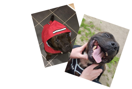  Two images of a dark brown Staffordshire Bull Terrier type dog