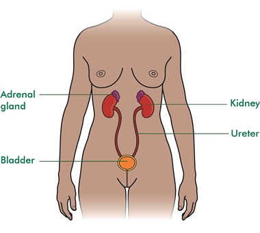 This is a diagram of the female body, showing the bladder and kidneys.