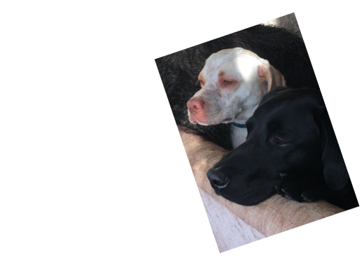  An image of two lovely dogs, waiting for their owner