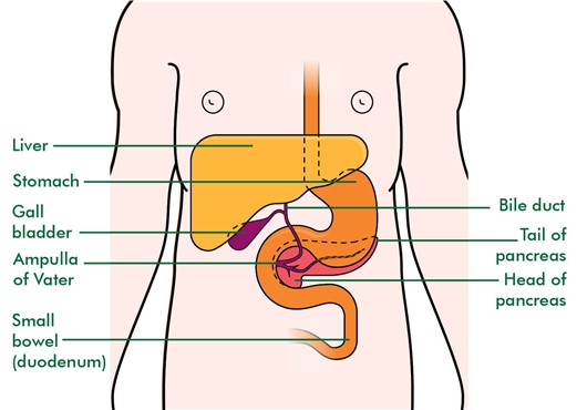 This diagram shows the position of the bile duct in relation to the other organs in the digestive system. It is the tube that connects the liver and gall bladder to the small bowel (duodenum) at the Ampulla of Vater. Also shown in this diagram is the pancreas, which is situated slightly below and behind the stomach.