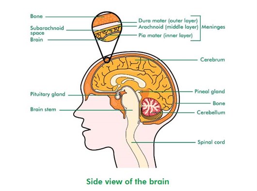 Diagram showing the various structures of the brain and their position within the skull. The diagram shows the main part of the brain known as the cerebrum which is covered by the meninges. The four layers of the meninges are the dura mater, the arachnoid, the sub-arachnoid space and the pia mater, which is closest to the cerebrum. Extending from the centre of the brain to the spinal cord is the brain stem. At the back of the brain is the cerebellum.