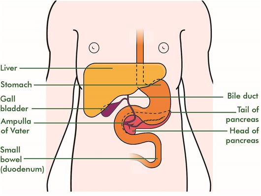 This diagram shows the position of the bile duct in relation to the other organs in the digestive system. It is the tube that connects the liver and gall bladder to the small bowel (duodenum). Also shown in this diagram is the pancreas, which is situated slightly below and behind the stomach.