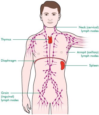 This image is a diagram of the lymphatic system. The diagram shows the network of lymph nodes throughout the body. There are nodes in the neck (cervical), armpit (axilla) and groin (inguinal). The diagram shows the thymus gland at the top of the chest area, and the spleen, which is on the left side of the abdomen. The diagram also shows the diaphragm, which is the muscle that separates the chest from the abdomen.