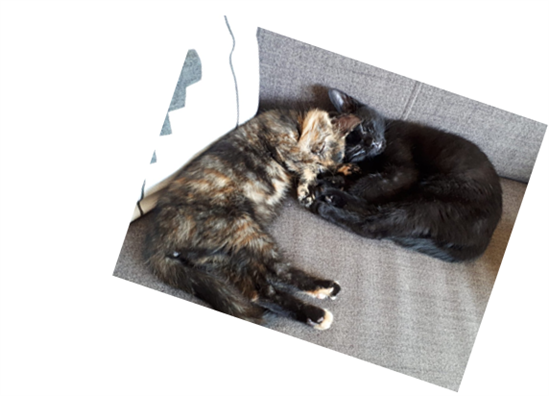  An image of two kittens - one black, one tortie