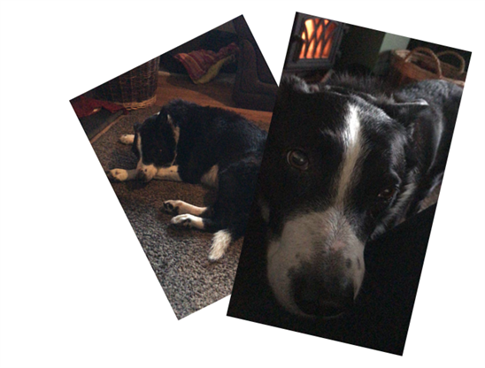  Two images of a short-haired black & white collie type dog.