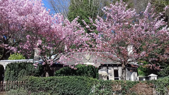 Pink cherry blossom covering a house