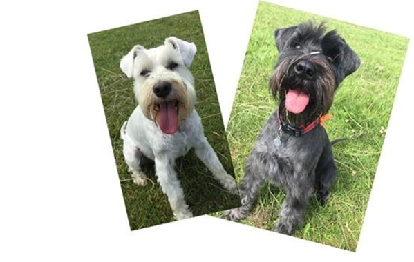  Images of two Schnauzer type dogs - one white, one black