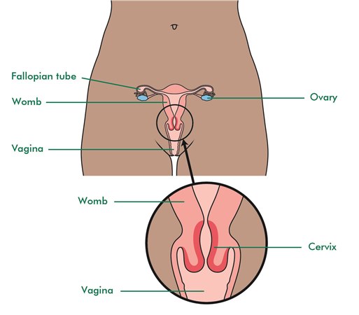 This diagram shows the female reproductive system, including the cervix. It shows the two ovaries on either side and slightly above the womb. They are each connected to the womb by a fallopian tube. The womb is also sometimes called the uterus. Towards the base of the womb is the cervical canal that leads to the cervix. Below the cervix and between the legs is the vagina. The diagram also shows the bladder which is in front of the womb. Below the bladder is the urethra, the tube that drains urine out of the body.