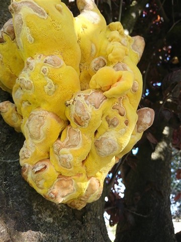 Yellow fungi growing on a tree