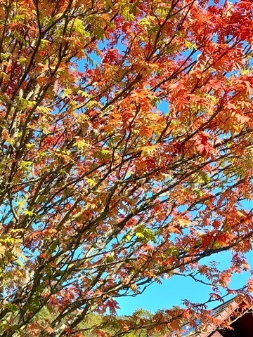 Yellow, orange and red leaves on a tree