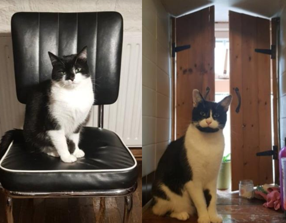 Two photographs of black & white cats