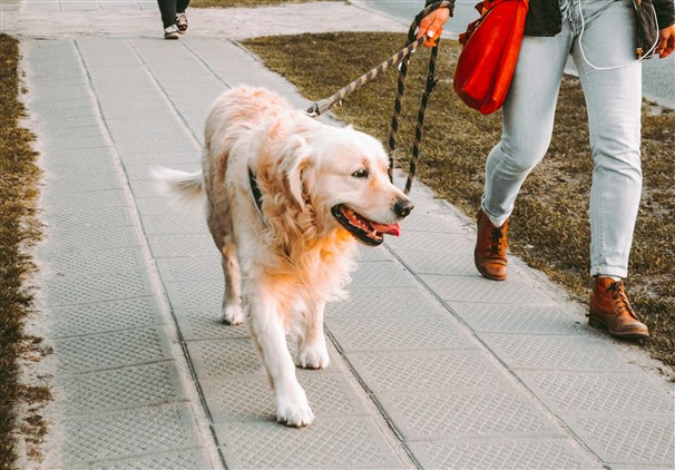 A person walking a dog on a lead