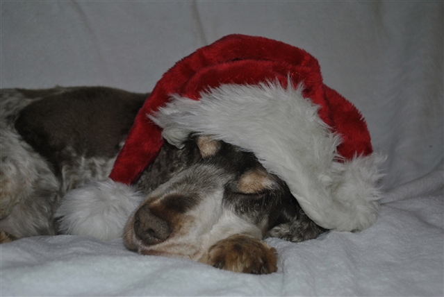 A sleeping puppy in a santa hat.