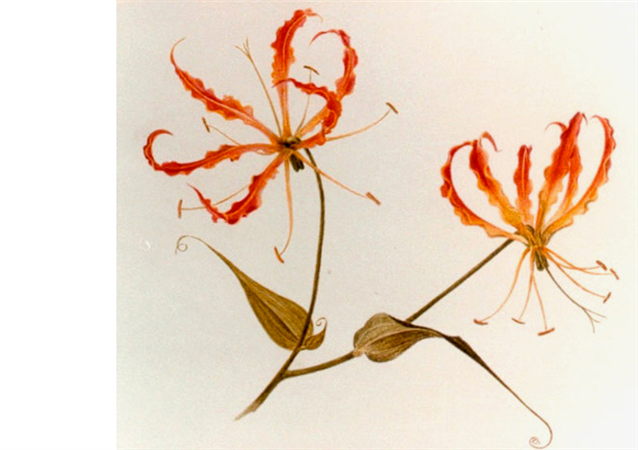  A painting of two orange flame lilies on a plain cream background